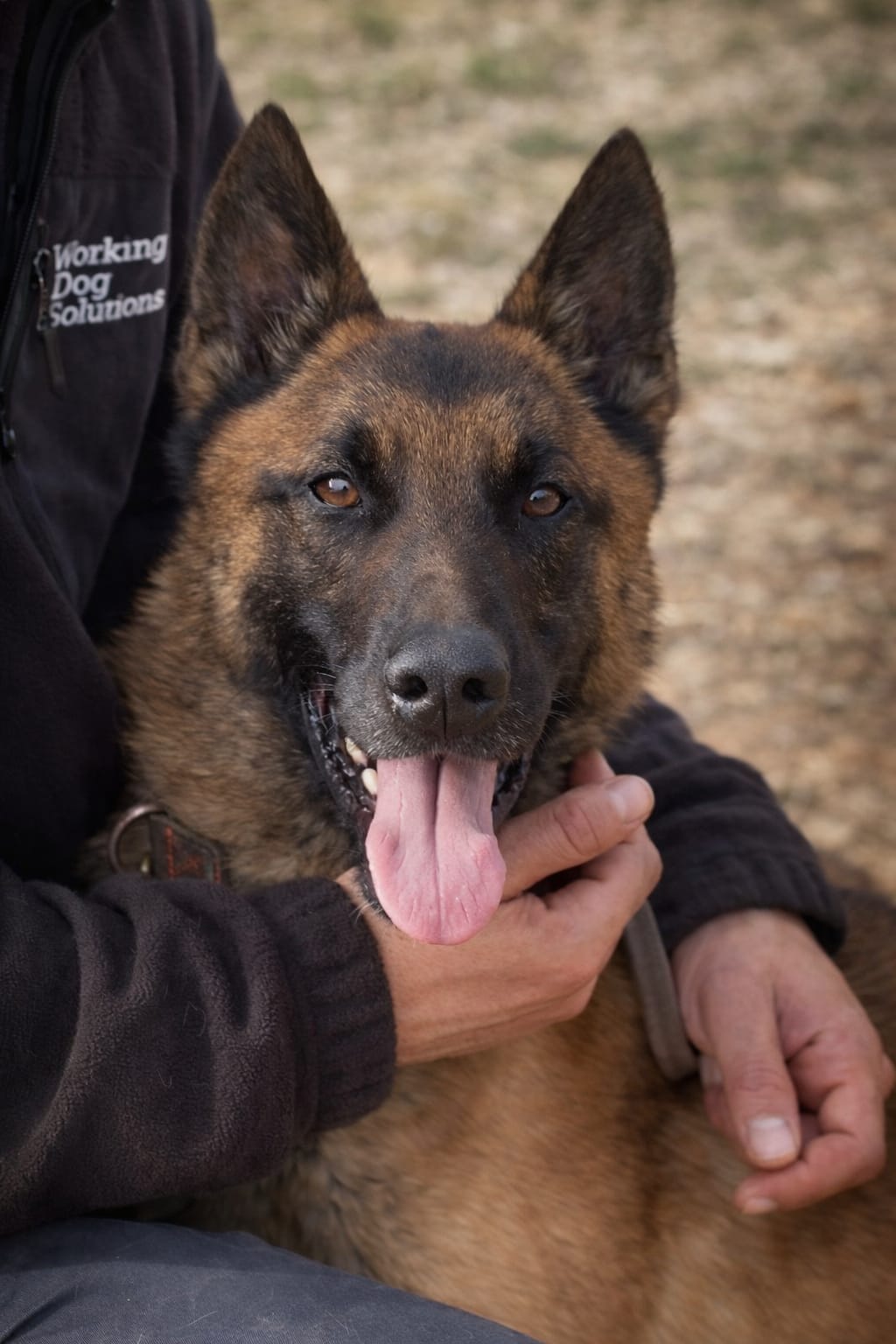 Sydney · Working Dog Solutions