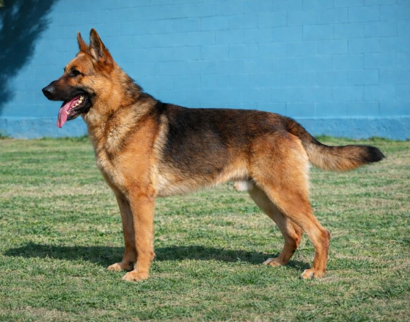 Pit, perro entregado por WDS