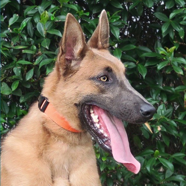 Munich · Working Dog Solutions