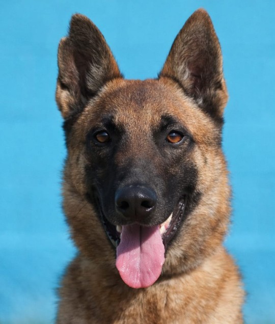Hera, perro entregado por WDS