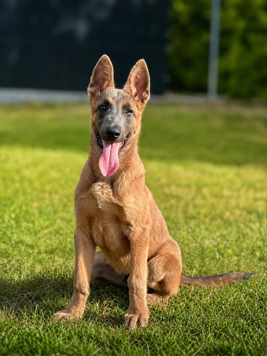 Tarek · Working Dog Solutions
